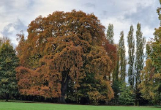 Bedale Carboot购物图片