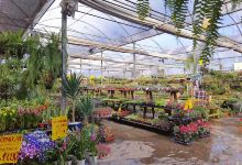 Ponto Garden Flores e Plantas购物图片