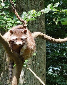 Bilsteintal: Tropfsteinhöhle und Wildpark in Warstein-瓦尔施泰因