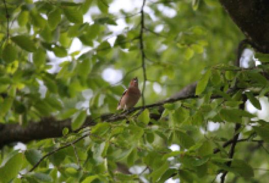 Foret de Guines景点图片