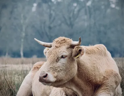 Kampina