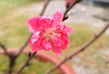 Khu di tích lịch sử Mộ Tổ Họ Đỗ (Đậu) Việt Nam景点图片