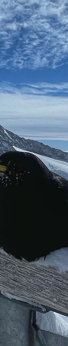 斯芬克斯天文台-劳特布龙嫩