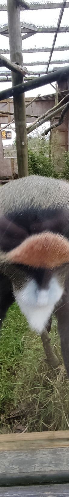 Twycross Zoo-阿瑟斯通