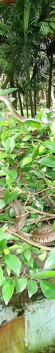 Dong Tam Snake Farm-周城县