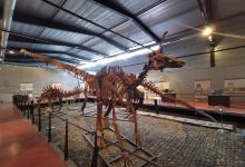Musee des Dinosaures 'Dinosauria'景点图片