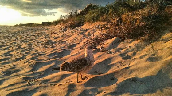 Madaket Beach