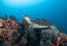 The Scuba Club购物图片