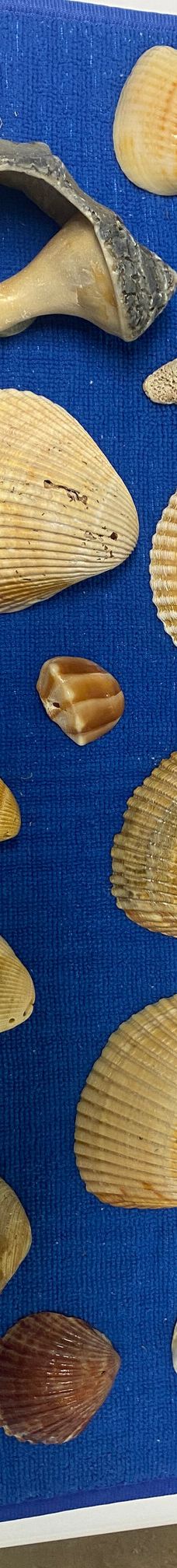 Cedar Island National Wildlife Refuge-拉合尔