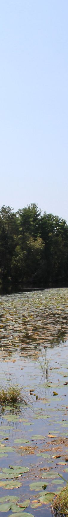 Pinery Provincial Park-大本德