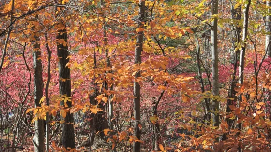 Tourne County Park