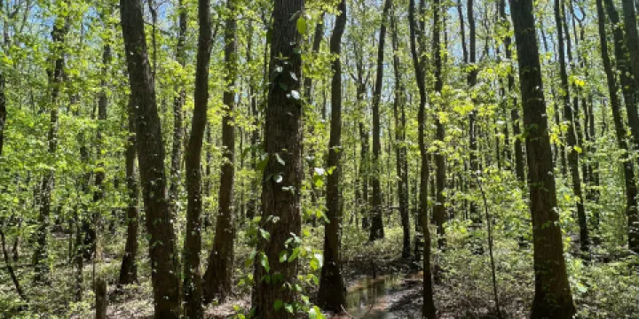 Greenville Cypress Preserve