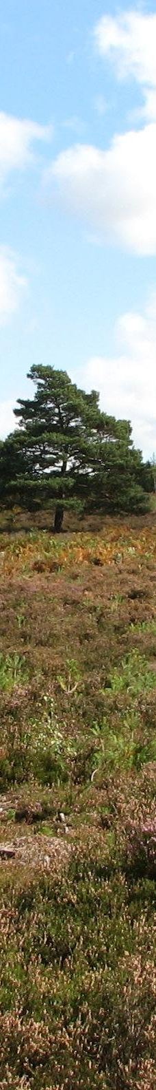 Avon Heath Country Park-圣艾夫斯