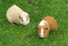 Langleybury Children’s Farm景点图片