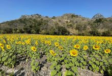 Khao Jeen Lae Sunflower Field景点图片