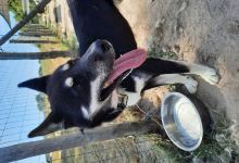 Husky Dream, Chiens de traineau景点图片