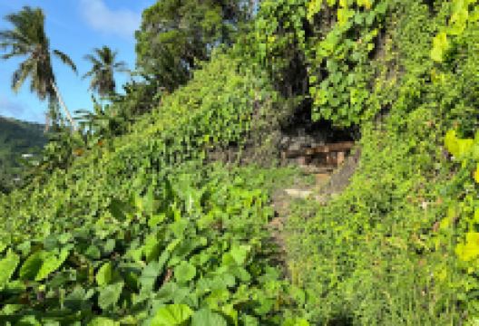 Japanese Gun nepukos nantaku景点图片