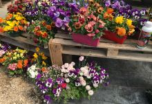 Au jardin des quatre saisons购物图片