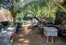 Mật Ong Hương Tràm Minh Nìm景点图片