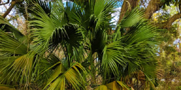 Indian Shell Mound Park