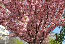 Parcul Tineretului景点图片