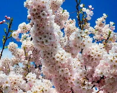 拉瑞伯格飛行航道公園