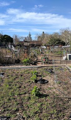 林科纳达公园-帕罗奥图