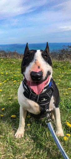 苹果山-埃尔多拉多县