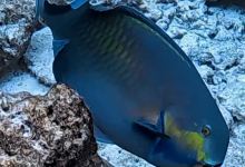 Moofushi Reef景点图片