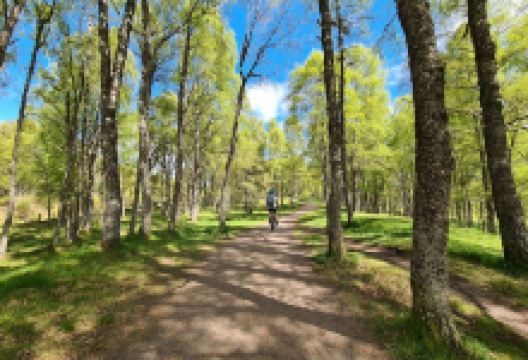 Loch Garten景点图片