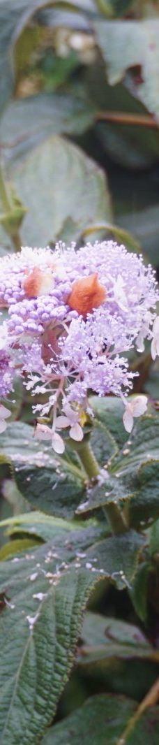 恩赐箱根公园-箱根