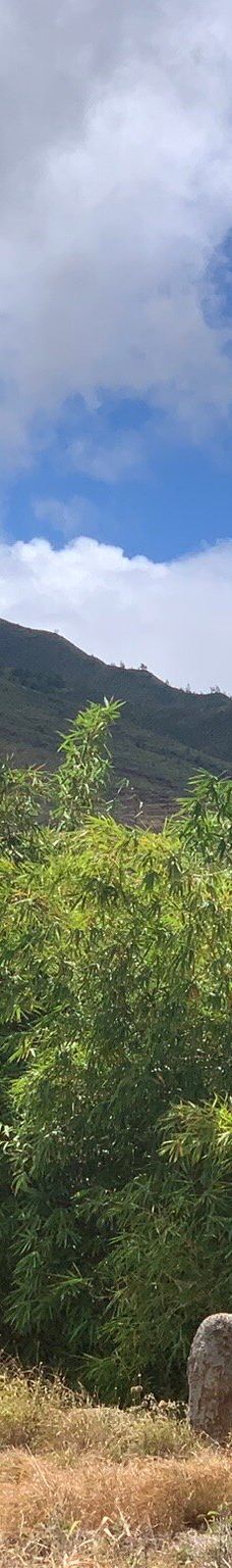 Maui Dragon Fruit Farm-茂宜县