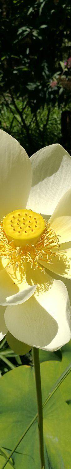 The Tropic of butterfly-埃尔讷