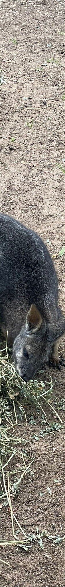 Bunbury Wildlife Park-South Bunbury