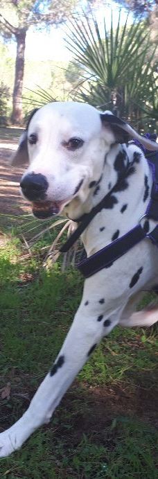 El Pinar del Rey-圣罗克