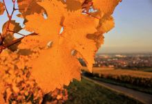 Domaine Boehler景点图片