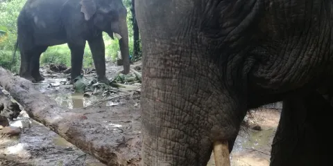 Jem's Elephant Retirement Park