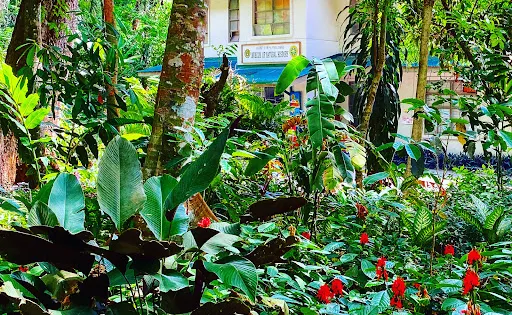 UPLB Museum of Natural History