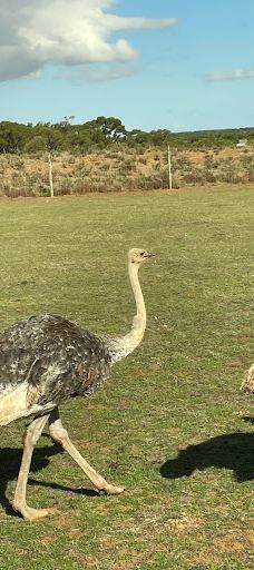 Giraffe Lookout-默里布里奇
