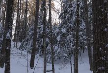 Sargent Town Forest Nature Trail景点图片