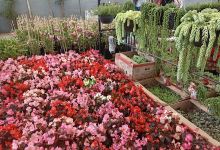 Mercado De Plantas Isabel Diaz Castilla景点图片