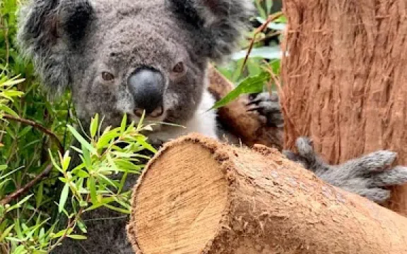 Friends of the Koala