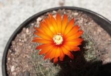 Vivero La Cañadita购物图片
