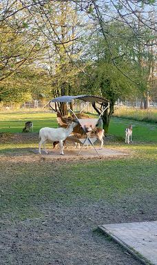 Wildgehege Marienhölzung-弗伦斯堡