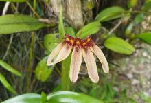 Muhtada Orchid景点图片