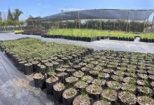 Flor De Mellizas Vivero购物图片