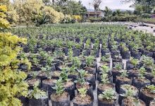 Kaziranga Nursery & Strawberry Farm景点图片