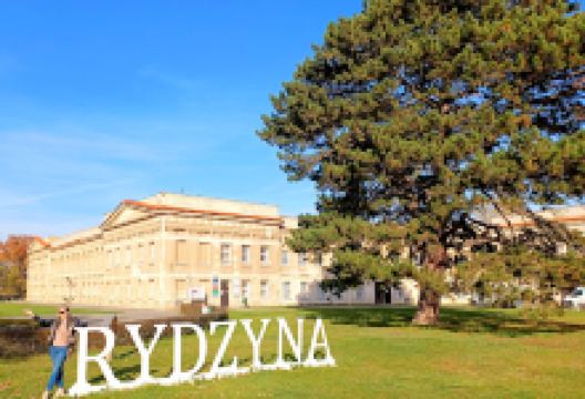 Sosna czarna - pomnik przyrody景点图片