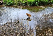 Romanby War Memorial Gardens景点图片