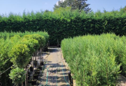 Straub Gábor Leylandi ciprus őstermelő购物图片